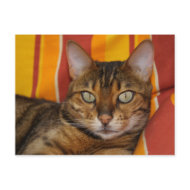 Bengal Cat postcard