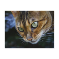 Bengal Cat postcard