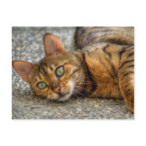 Bengal Cat postcards by EMangl Bengal Cat postcards