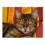 Bengal Cat Postcards