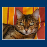 Bengal Cat postcards