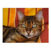 Bengal Cat Postcards
