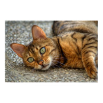 Bengal Cat posters by EMangl Bengal Cat posters