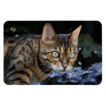 Bengal Cat Rectangle Magnet