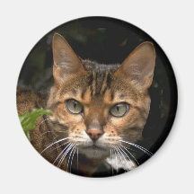 Bengal Cat Refrigerator Magnet
