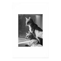 Bengal Cat Stalk posters