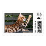 Bengal Cat stamp
