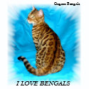 Bengal Cat shirt