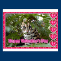 Bengal Cat Valentine Postcard postcards