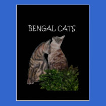 BENGAL CATS postcards
