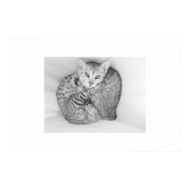 Bengal Cats posters