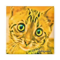 Bengal Kitten 1 Pop magnets by photoframd Bengal Kitten 1 Pop magnets