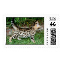 bengal kitten postage