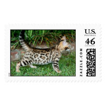 bengal kitten postage by geneducote bengal kitten postage