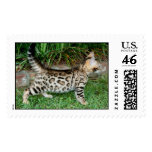 bengal kitten postage stamps
