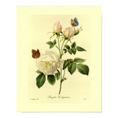Bengal Rose 16 X 20 Poster by botanicalblooms
