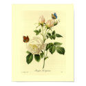 Bengal Rose 16 X 20 posters by botanicalblooms Bengal Rose 16 X 20 posters