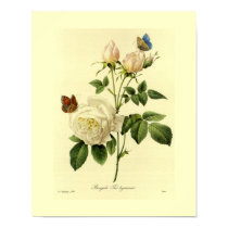 Bengal Rose 16 X 20 posters