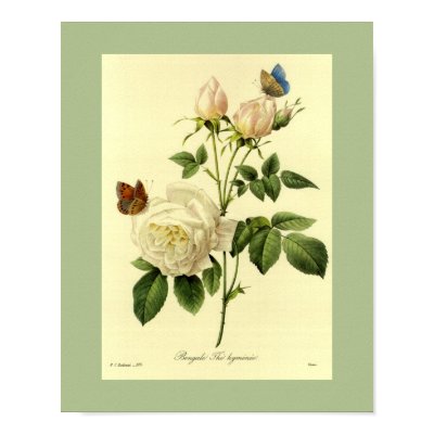 Bengal Rose 16 X 20 Poster by botanicalblooms