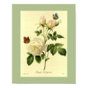 Bengal Rose 16 X 20 posters