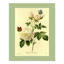Bengal Rose 16 X 20 posters