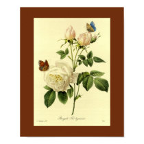 Le Bengale Rose 16 x 20 posters by botanicalblooms Le Bengale Rose 16 x 20 posters