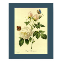 Le Bengale Rose 16 x 20 posters by botanicalblooms Le Bengale Rose 16 x 20 posters