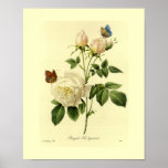 Bengal Rose Botanical Floral Posters