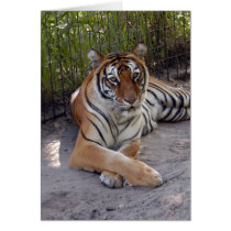 Bengal Tiger-003 cards