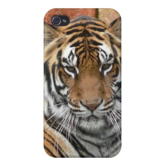 Bengal Tiger 2 iPhone 4/4S Case