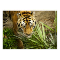 Bengal Tiger - ACEO 2 Business Card Template