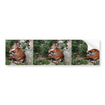 Bengal Tiger Bumper Stickers
