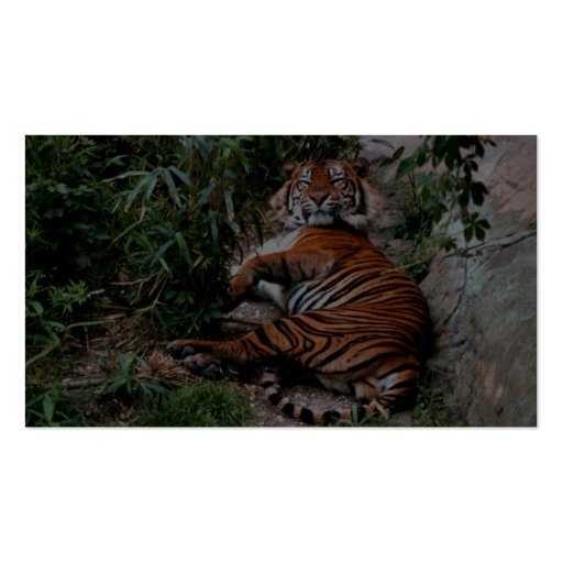 Bengal Tiger Business Card Template (back side)