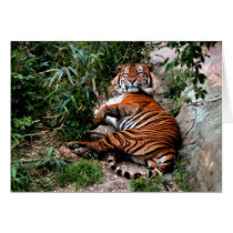 Bengal Tiger Cards