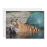 Bengal Tiger Customizable Announcement