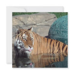Bengal Tiger Customizable Square Invitation