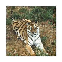Bengal tiger Magnet