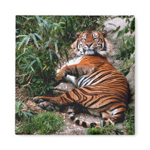 Bengal Tiger Magnets
