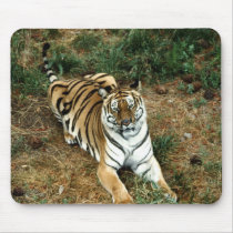 Bengal tiger Mousepad by gbcimages3 Bengal tiger Mousepad