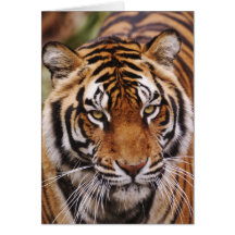 Bengal Tiger, Panthera tigris Greeting Cards