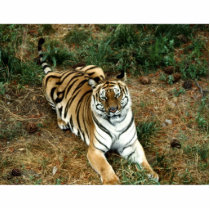 Bengal tiger Photo Sculpture photo sculptures