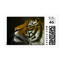 Bengal Tiger postage