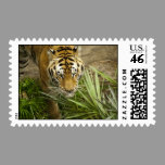Bengal Tiger Postage stamps