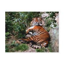 Bengal Tiger Postcards