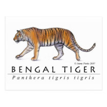Bengal Tiger Postcard postcards