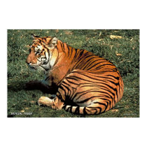 Bengal Tiger posters