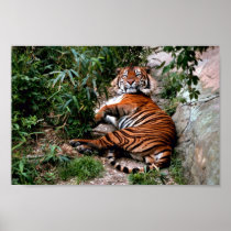 Bengal Tiger Posters