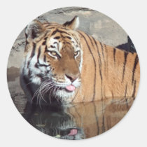 Bengal Tiger Round Stickers stickers