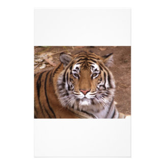 Bengal Tiger Stationery | Zazzle
