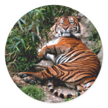 Bengal Tiger Round Stickers